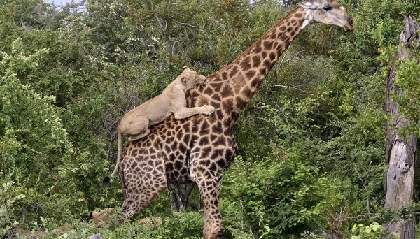 Λέαινα επιτίθεται σε καμηλοπάρδαλη! Η συνέχεια της μάχης είναι άκρως ανατρεπτική… (βίντεο)
